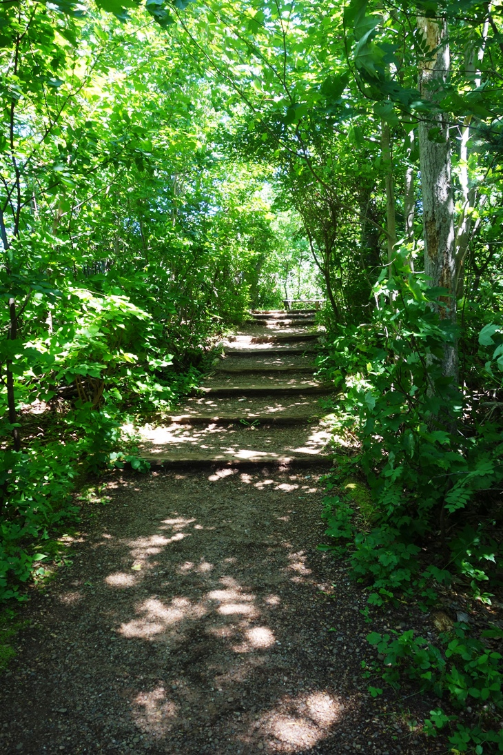 Little path in the forest