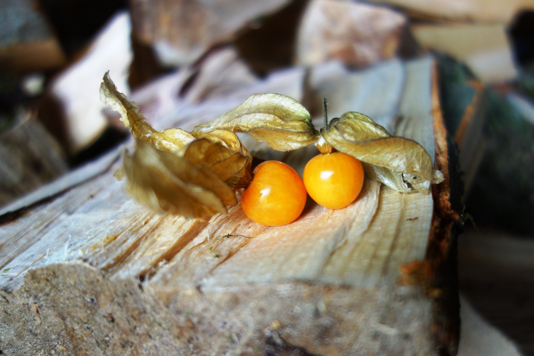 Phsylis on wood logs