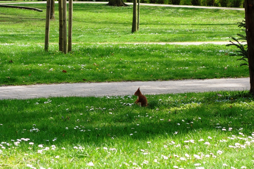 Squirrell in park