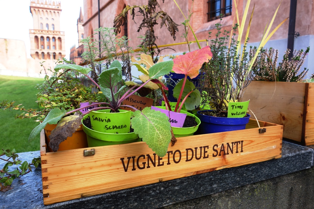 Herb plants at UNISG